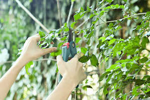 Pruning shears being used to trim small maple tree